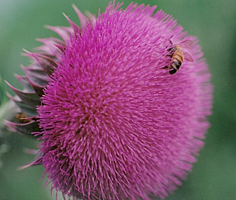 Thistle with Bee